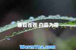 蒹葭苍苍 白露为霜