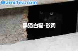 黑猫白猫-歌词