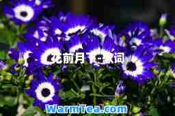 花前月下-歌词