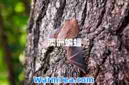 澳洲蝙蝠