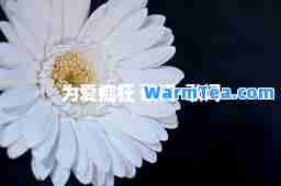 为爱痴狂 歌词-歌词