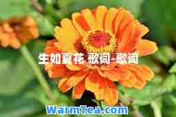 生如夏花 歌词-歌词