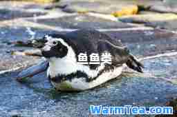 斗鱼鱼类