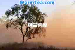 绝荒漠