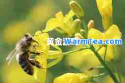 黄金游戏