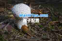 孢子配置