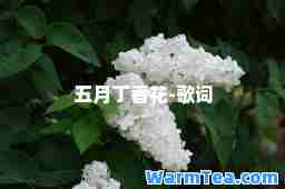 五月丁香花-歌词