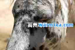 高州马贵
