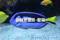 动物总动员-歌词