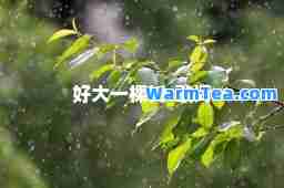 好大一棵树-歌词