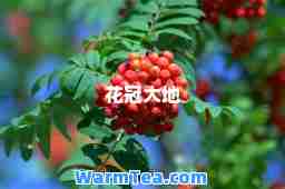 花冠大地