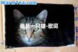 我是一只猫-歌词