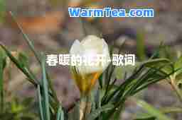 春暖的花开-歌词