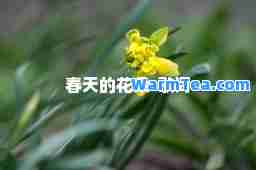 春天的花朵-歌词