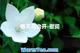 春天花会开-歌词