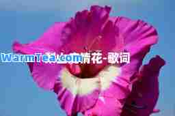 梨山痴情花-歌词