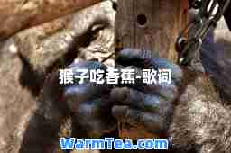 猴子吃香蕉-歌词
