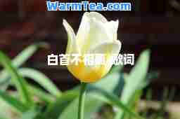 白首不相离-歌词