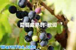 葡萄成熟时-歌词