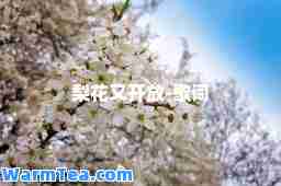 梨花又开放-歌词