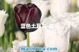 蓝色土耳其-歌词
