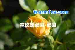 黄玫瑰歌词-歌词