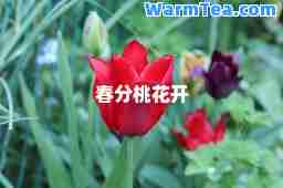 春分桃花开