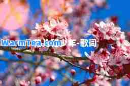 花儿和少年-歌词