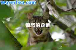 愤怒的企鹅