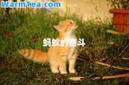 蚂蚁的奋斗