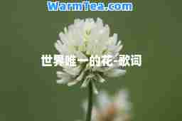 世界的花-歌词