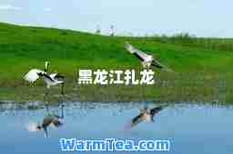 黑龙江扎龙