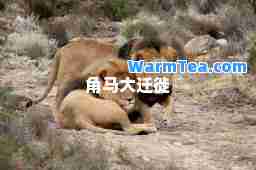 角马大迁徙