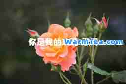 你是我的玫瑰-歌词