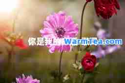 你是我的运-歌词