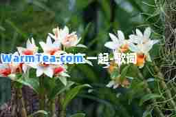 和兰花在一起-歌词