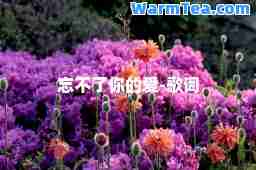 忘不了你的爱-歌词