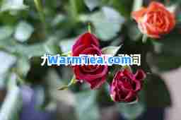 九十九朵玫瑰-歌词