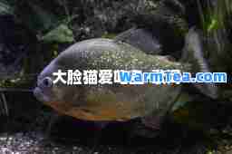 大脸猫爱吃鱼-歌词