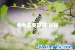 毛毛虫变蝴蝶-歌词