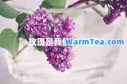 玫瑰是我偷的-歌词