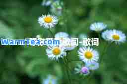 等你爱我歌词-歌词