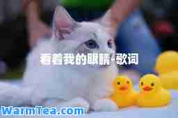 看着我的眼睛-歌词