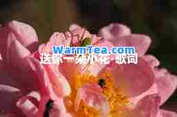 送你一朵小花-歌词 送你一朵小花-歌词