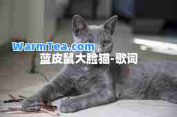 蓝皮鼠大脸猫-歌词