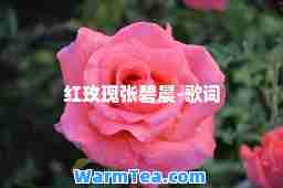 红玫瑰张碧晨-歌词
