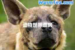 动物世界票房