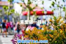 来生做一棵树