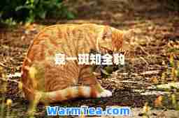 窥一斑知全豹