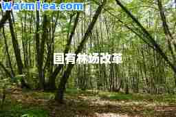 国有林场改革
